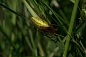 Tetragnatha_extensa_D5103_Z_85_Canal du Nivernais_Frankrijk